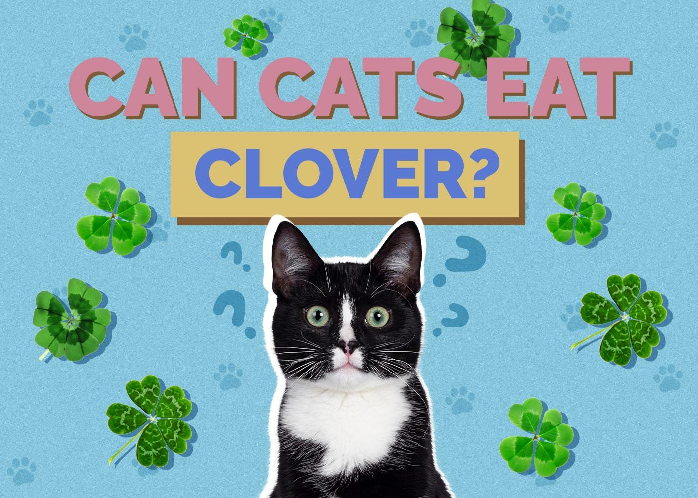 Can Cats Eat clover
