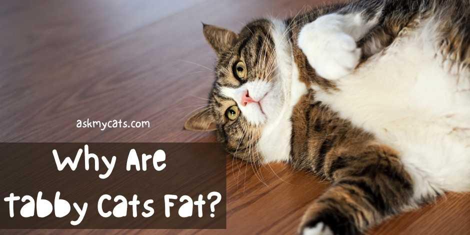 Why Are Tabby Cats Fat