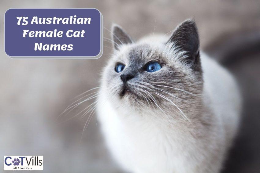 150 Exhilarating Australian Cat Names for Your Kitty