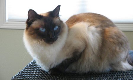 The Beautiful Balinese Cat: Characteristics, Personality, and Care Tips