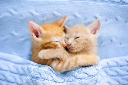 Do Sibling Cats Mate Together – And What to Do