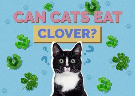 Can Cats Eat Clover? Vet Reviewed Health & Safety Guide