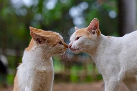 Can Cats Fall in Love With Each Other? Here’s What Science Says