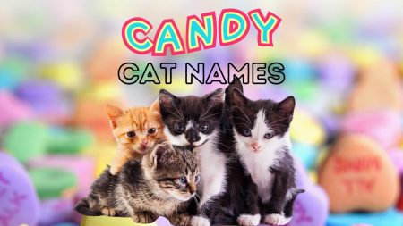 100+ Candy Cat Names for Your New Sweetie