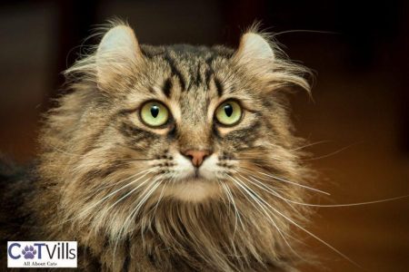 Cats With Curly Ears: A Rare and Captivating Feline Trait