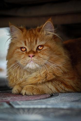 5 Cat Breeds With Beautiful Round Faces