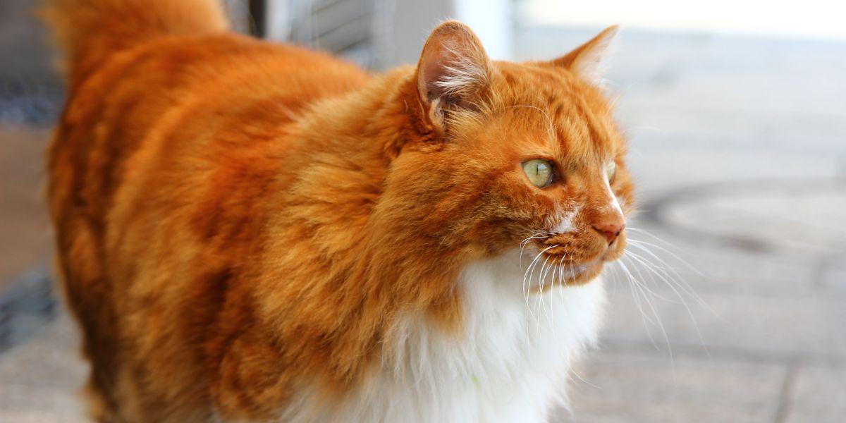 How To Tell If Your Cat Has A Double Coat In 4 Simple Steps