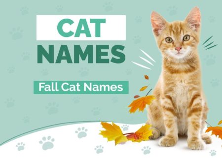 200+ Fall Cat Names for Your Seasonal Kitty