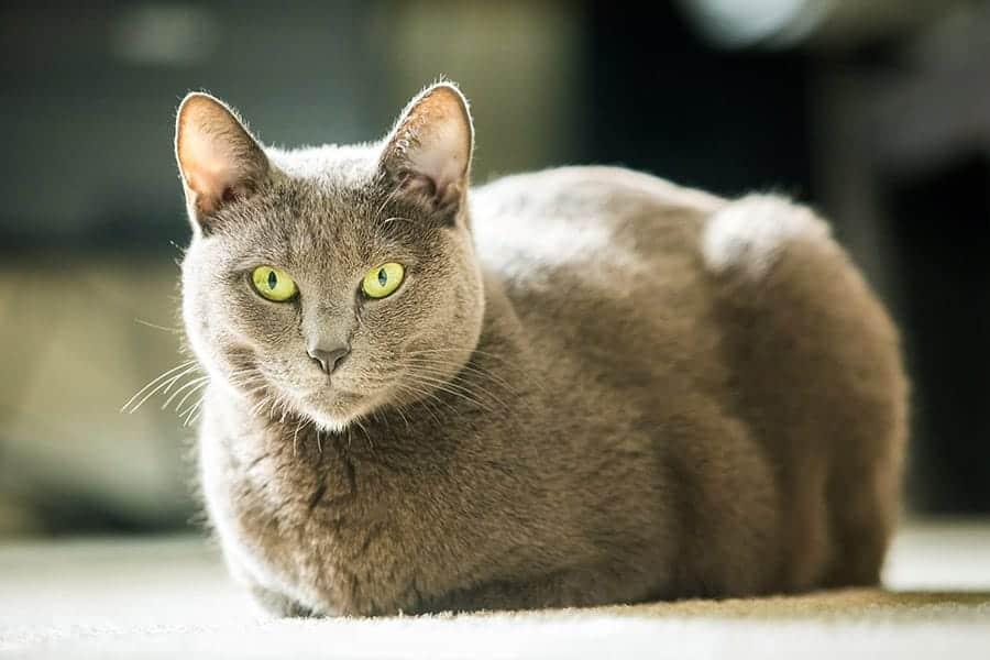 Fabulous Russian Cat Names – Powerful Names for Your Cat