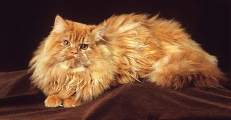8 Popular Garfield Cat Breeds In Love With Lasagna