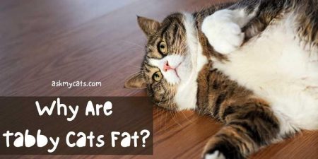 Why Are Tabby Cats Fat? How Big Do Tabby Cats Get?