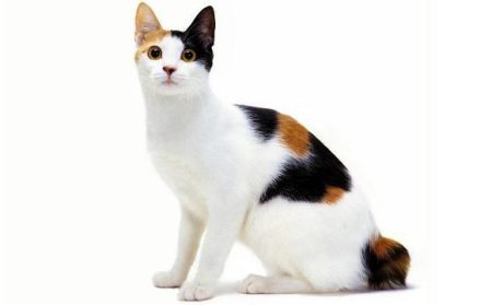 Korean Cat Breeds: A Quick Overview
