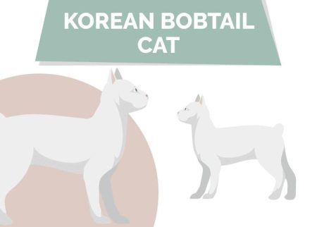 Korean Bobtail Cat Breed: Info, Pictures, Temperament & Traits