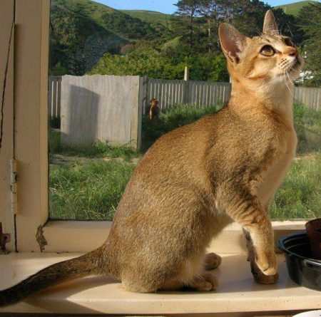 Mandalay Cat Federations: NZCF, ACF, CCCCA