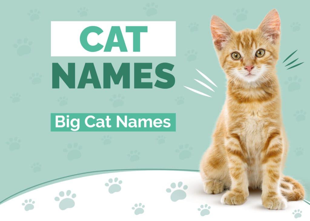 300+ Big Cat Names: Our Top Picks for Your Gigantic Cat