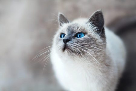 Rehoming Cats: Always a Bad Thing?