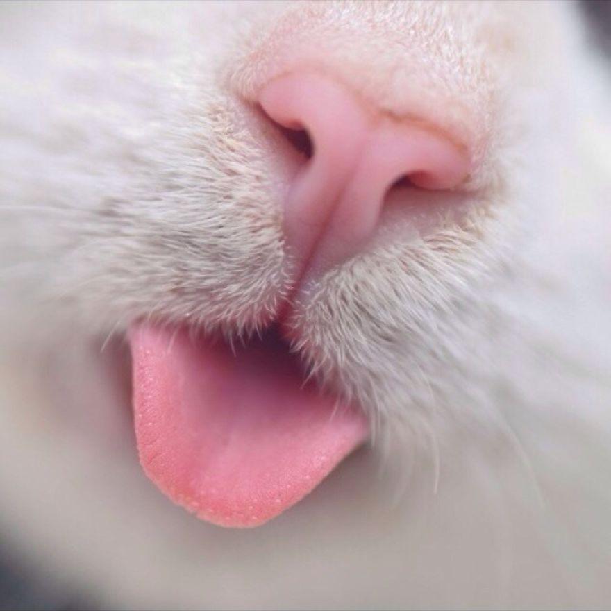 What is a Roman Nose in Cats?