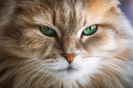 310 Viking & Norse Cat Names: Our Top Picks for Your Cat (With Meanings)