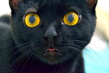 Bombay cat vs. black cat —similar yet not the same