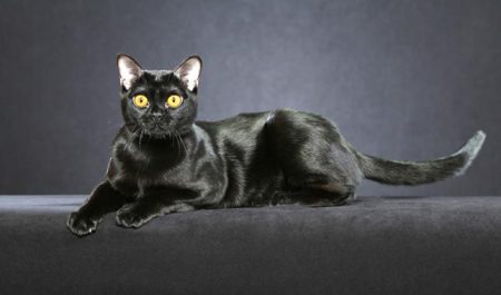Cat Breeds With Black Paws
