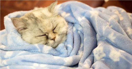 The importance of blankets for cats