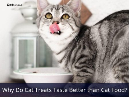 Why Do Cat Treats Taste Better Than Cat Food?